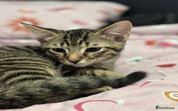 Domestic Shorthair cats for sale: Healthy 12-Week-Old Kittens — (Wormed, Ready Now!) - Image 5