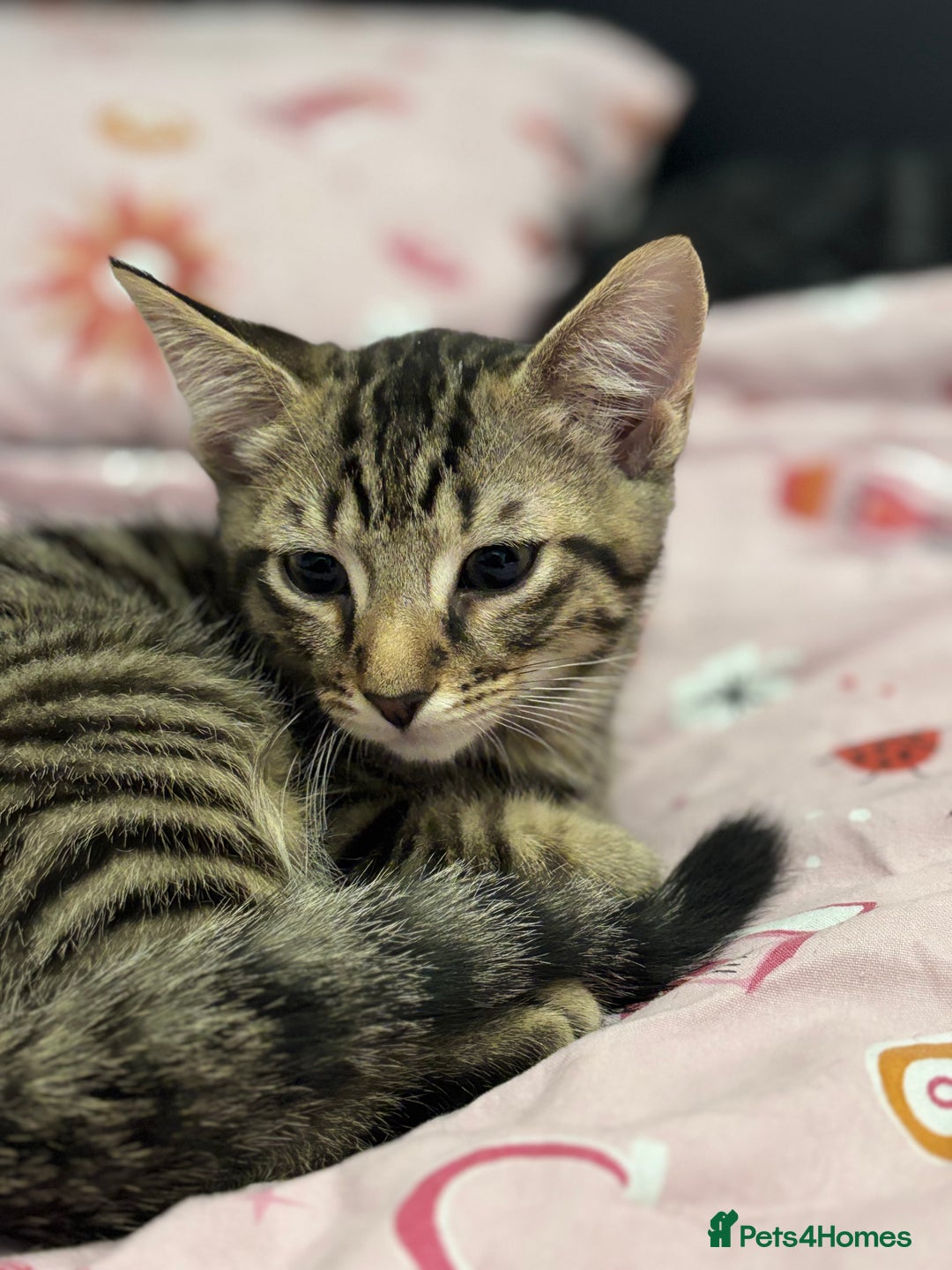 Domestic Shorthair cats for sale: Healthy 12-Week-Old Kittens — (Wormed, Ready Now!) - Image 5