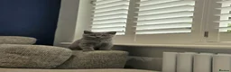 British Shorthair cats for sale: British Shorthair Lilac & Grey Blue Cute Kittens  - Advert 21