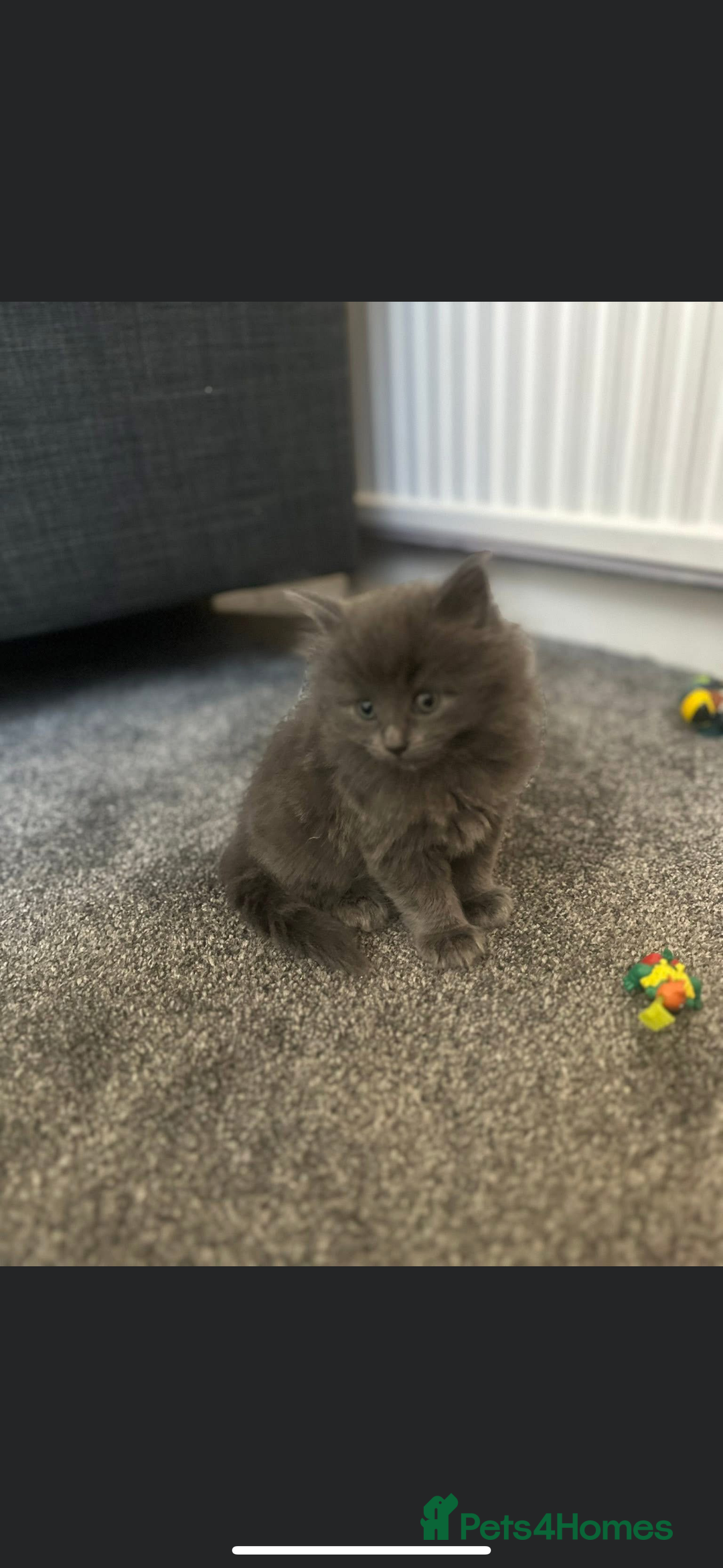 Mixed Breed cats for sale: Two stunning grey female kittens for sale  - Advert 7