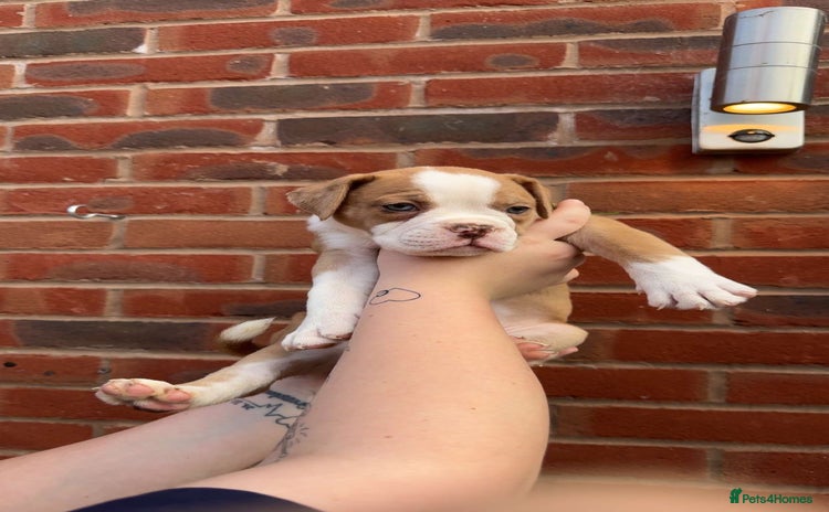 Alapaha Blue Blood Bulldog dogs - Advert 1