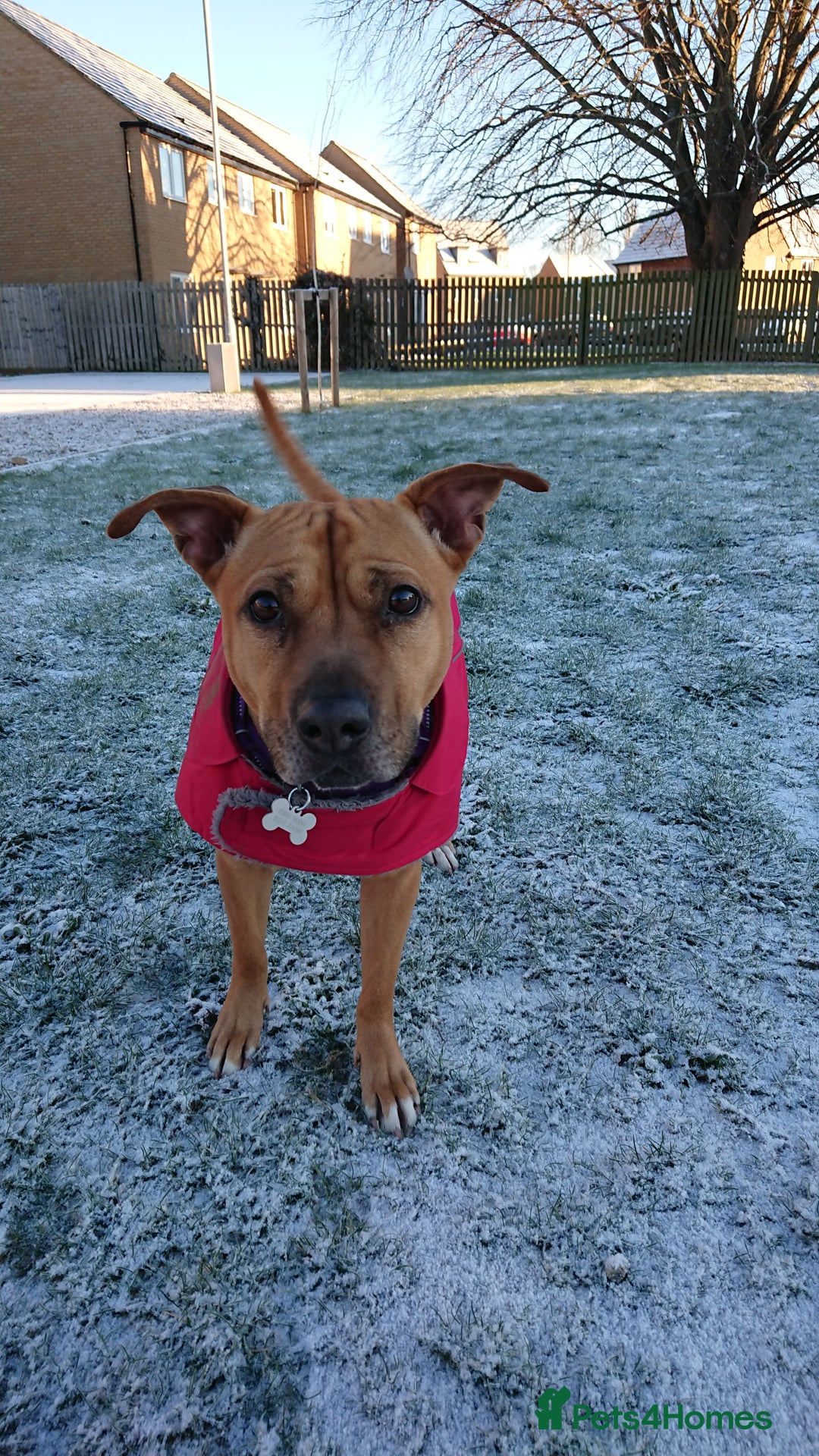 Mixed Breed dogs for sale: Lovely 4 year old female staffy x ridge back  - Advert 2