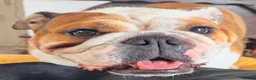 English Bulldog dogs for sale:  Stunning English bulldog puppies in Portsmouth - Advert 5