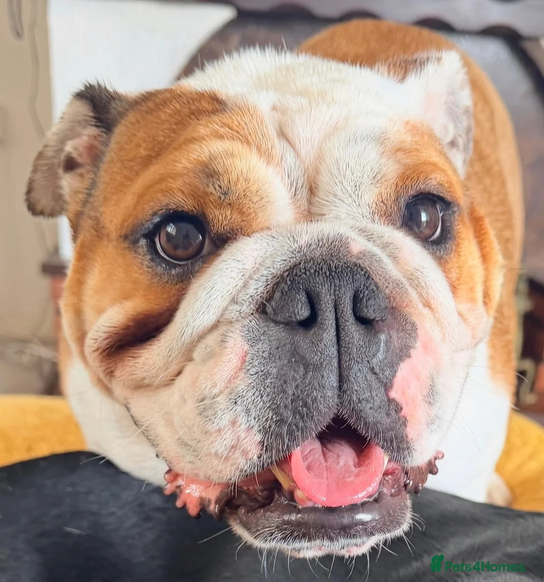 English Bulldog dogs for sale:  Stunning English bulldog puppies in Portsmouth - Advert 5