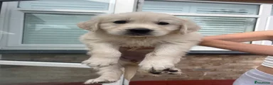 Golden Retriever 10