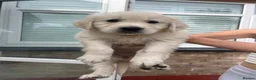Golden Retriever dogs for sale: Gorgeous golden retriever puppies 🐶  - Advert 10