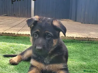 German Shepherd dogs 4 generation German shepard (shorthair) - Advert 9