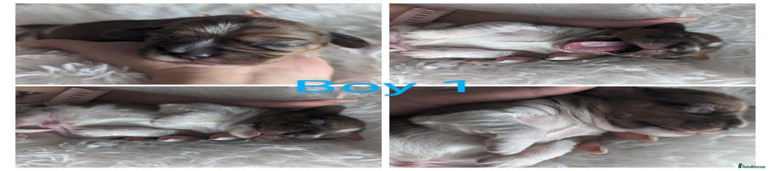 Mixed Breed Puppy 1