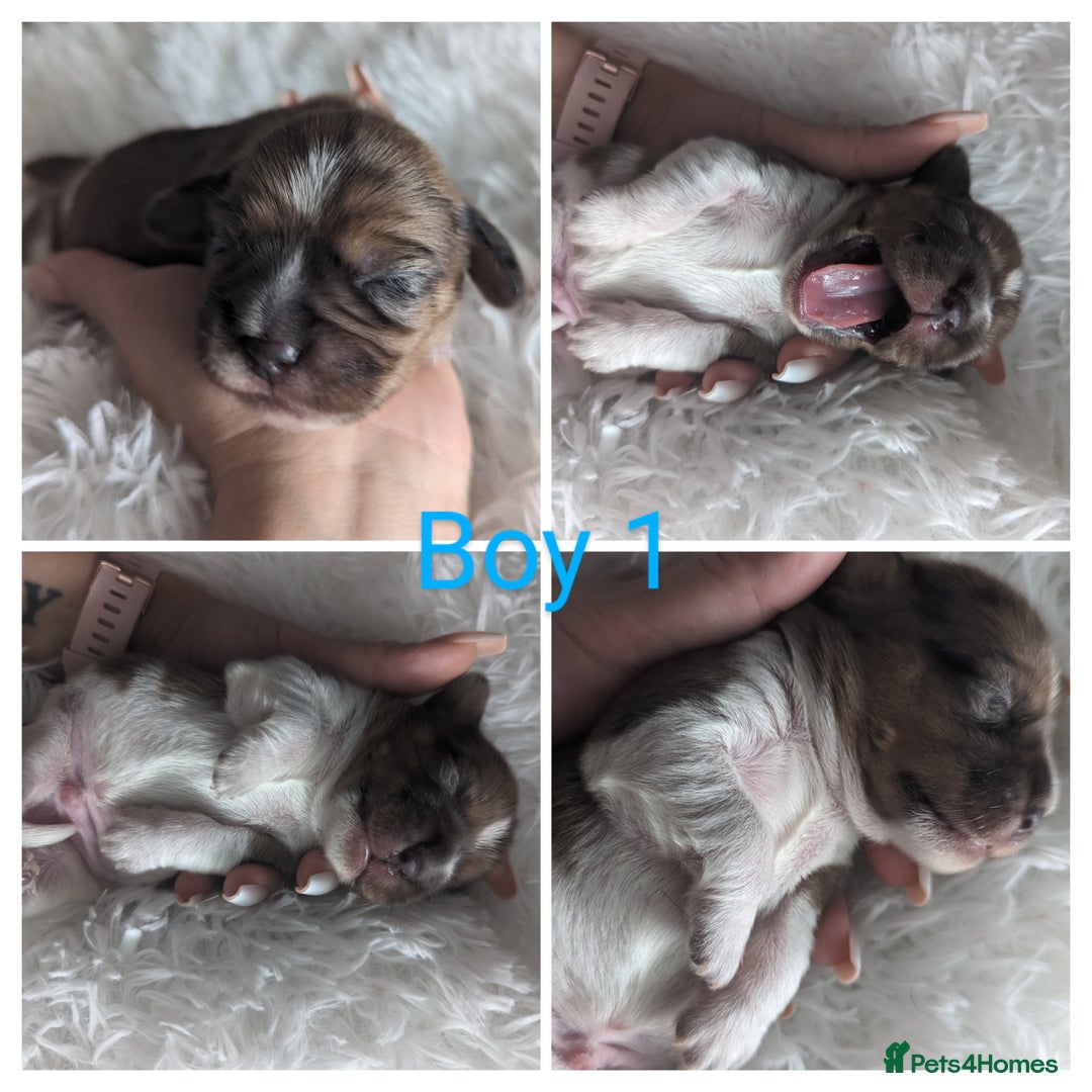 Mixed Breed dogs for sale: Shweenie puppies for sale - Image 2