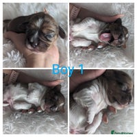 Mixed Breed dogs - Advert 10