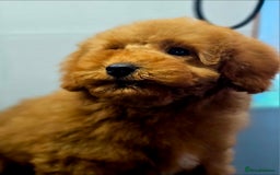 Miniature Poodle dogs for sale: MINIATURE POODLE PUPPIES - Image 8