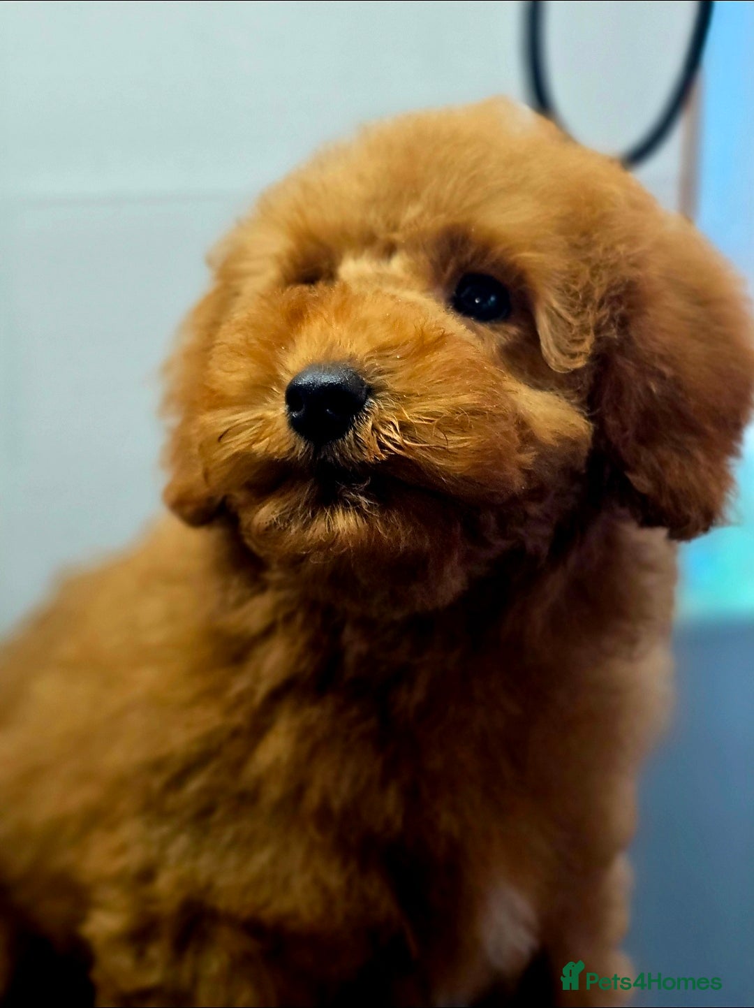 Miniature Poodle dogs for sale: MINIATURE POODLE PUPPIES - Image 8