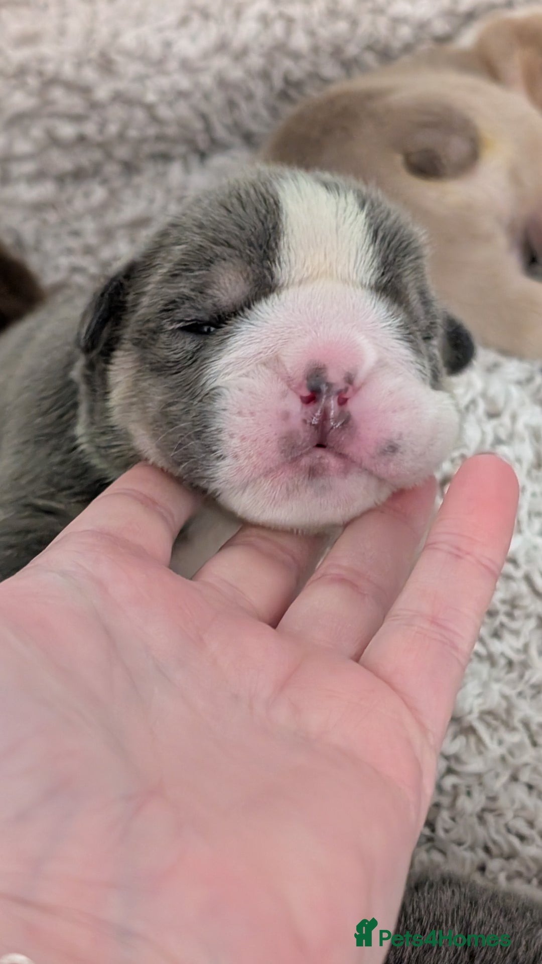 English Bulldog dogs for sale: Outstanding English bulldog puppies  - Advert 2
