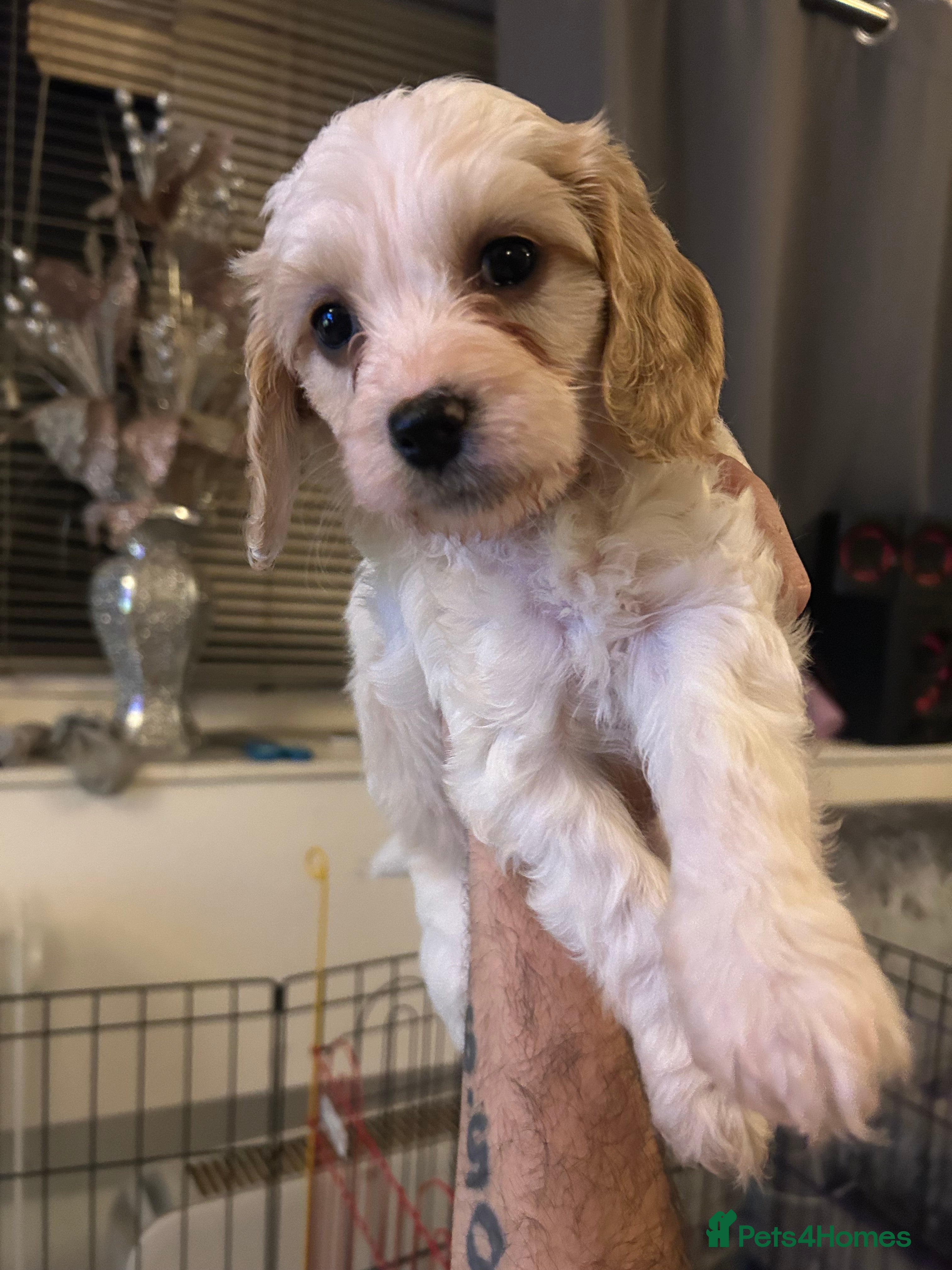 Mixed Breed dogs READY IN 8 DAYS Apricot Cockapoo puppies 1 LEFT - Advert 2