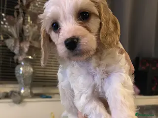 Mixed Breed dogs READY IN 8 DAYS Apricot Cockapoo puppies 1 LEFT - Advert 2