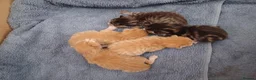 Mixed Breed cats for sale: 5 x kittens lovely colours - Advert 2