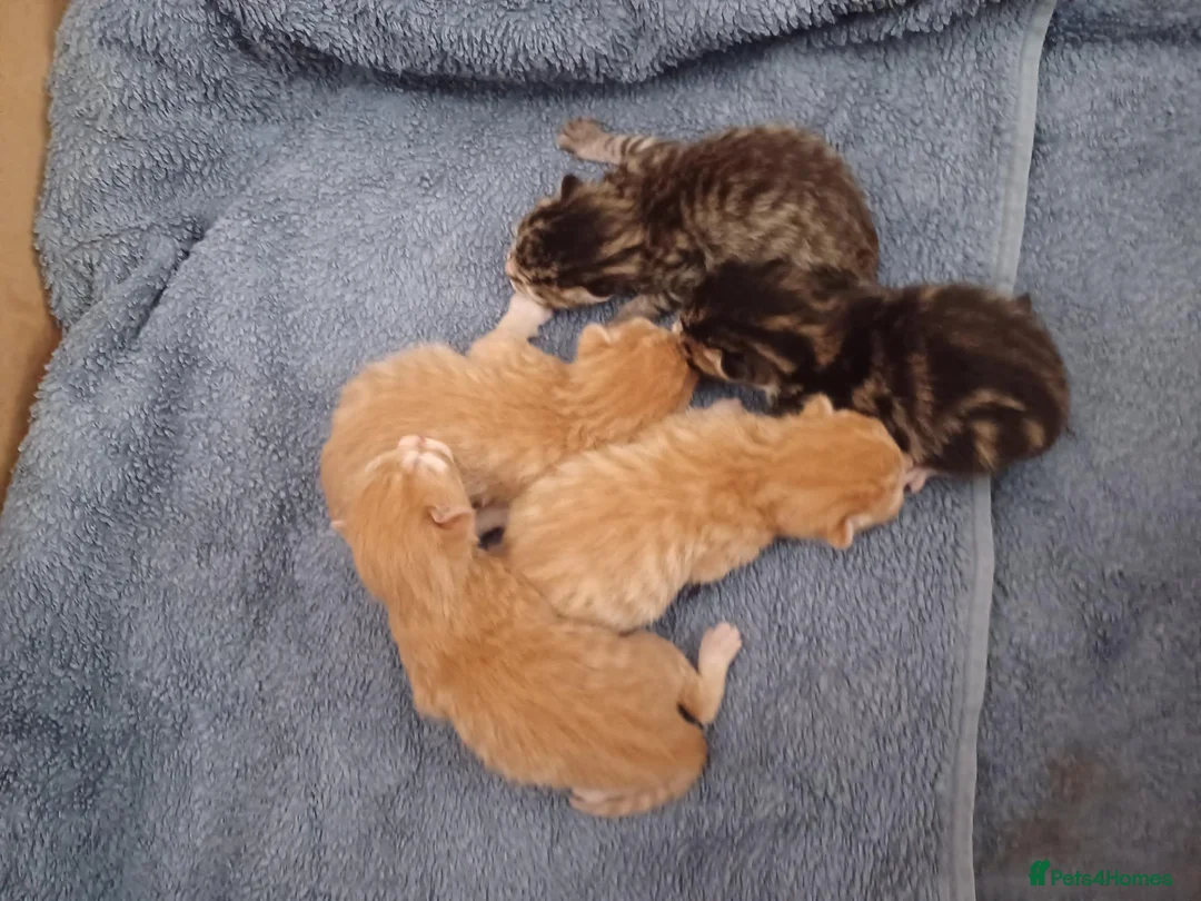 Mixed Breed cats for sale: 5 x kittens lovely colours - Advert 2