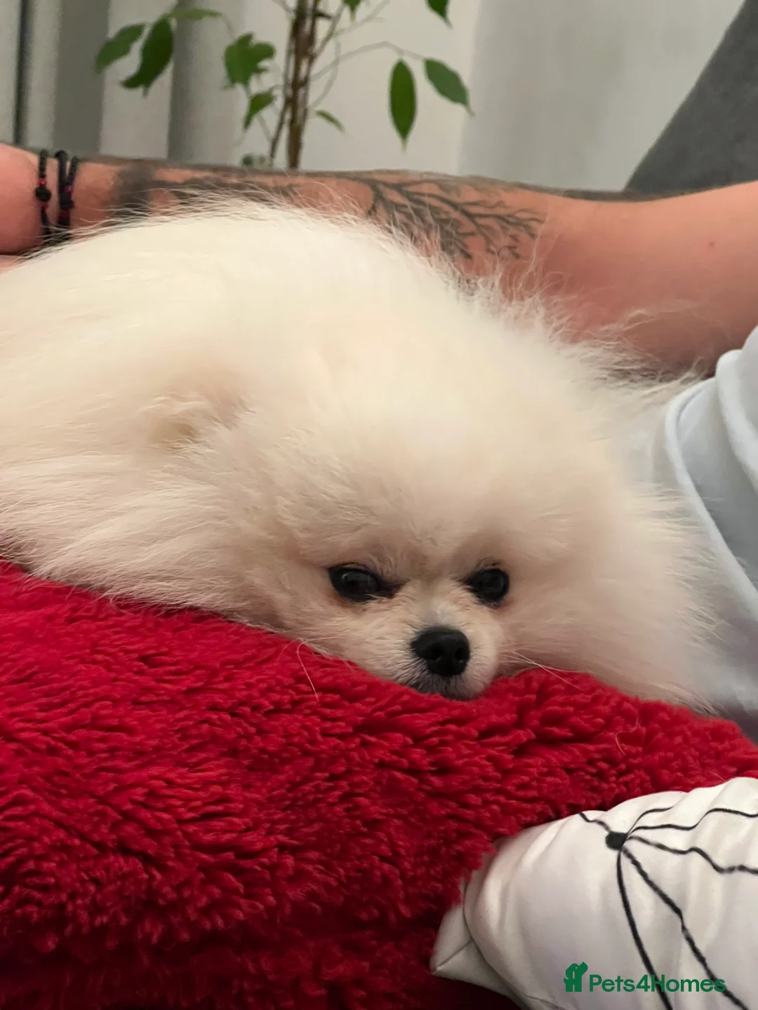 Pomeranian dogs for stud: Pomeranian Boy for Stud - Advert 6