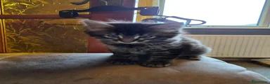 Maine Coon 1