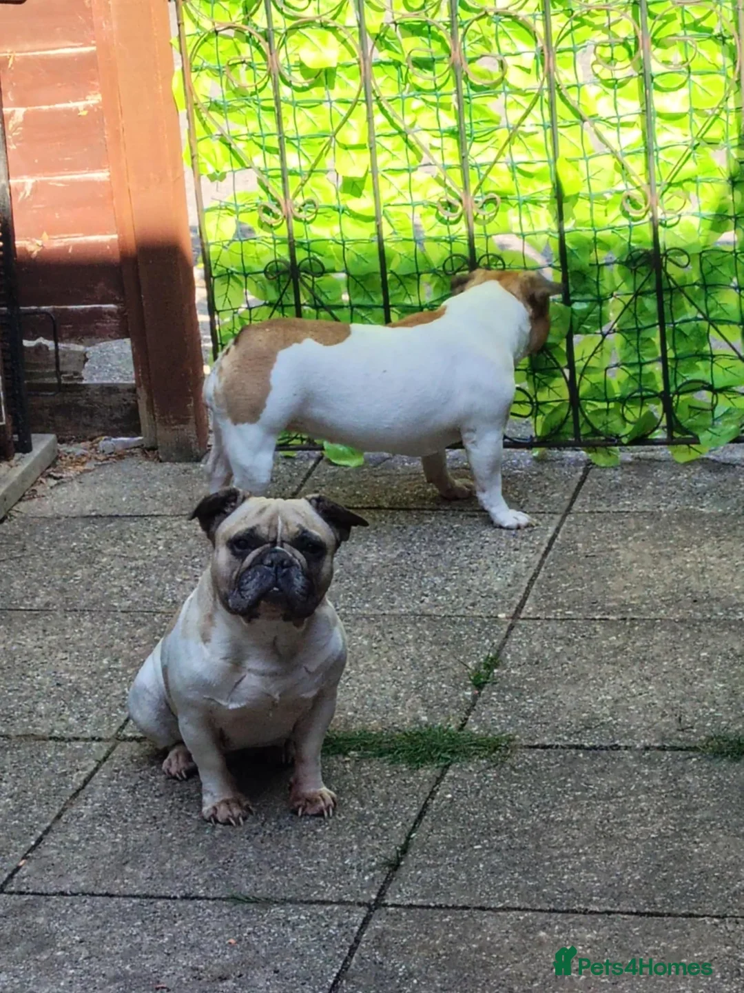 French Bulldog dogs for sale: 2 French Bulldogs  in Yeovil - Advert 5