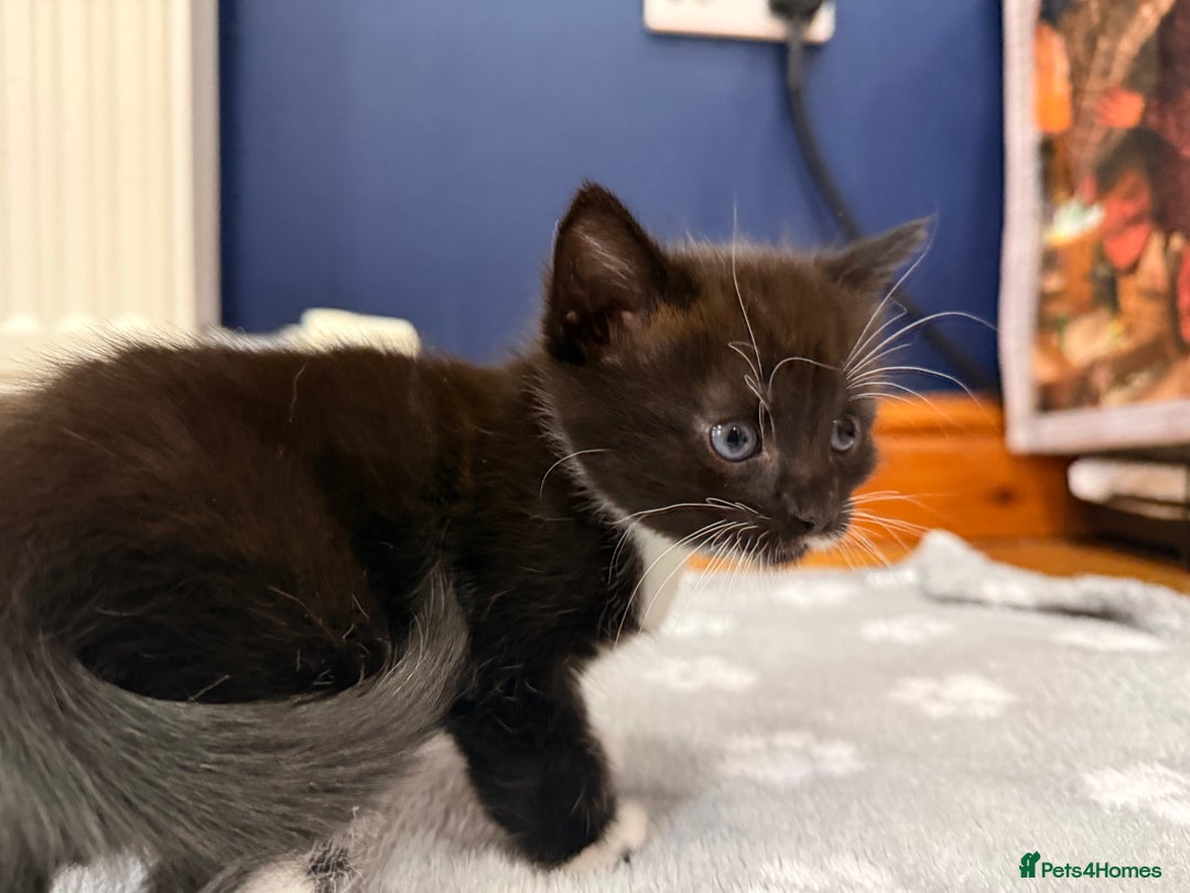 Mixed Breed cats for sale: 4 Kittens for Sale in Cam & Dursley - Advert 4