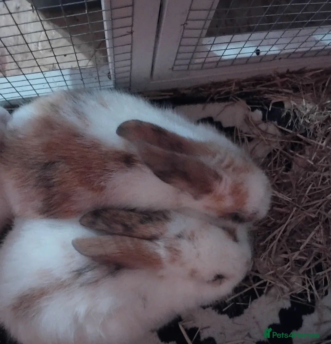Mixed Breed rabbits for sale: Two baby bunnies available  - Advert 2