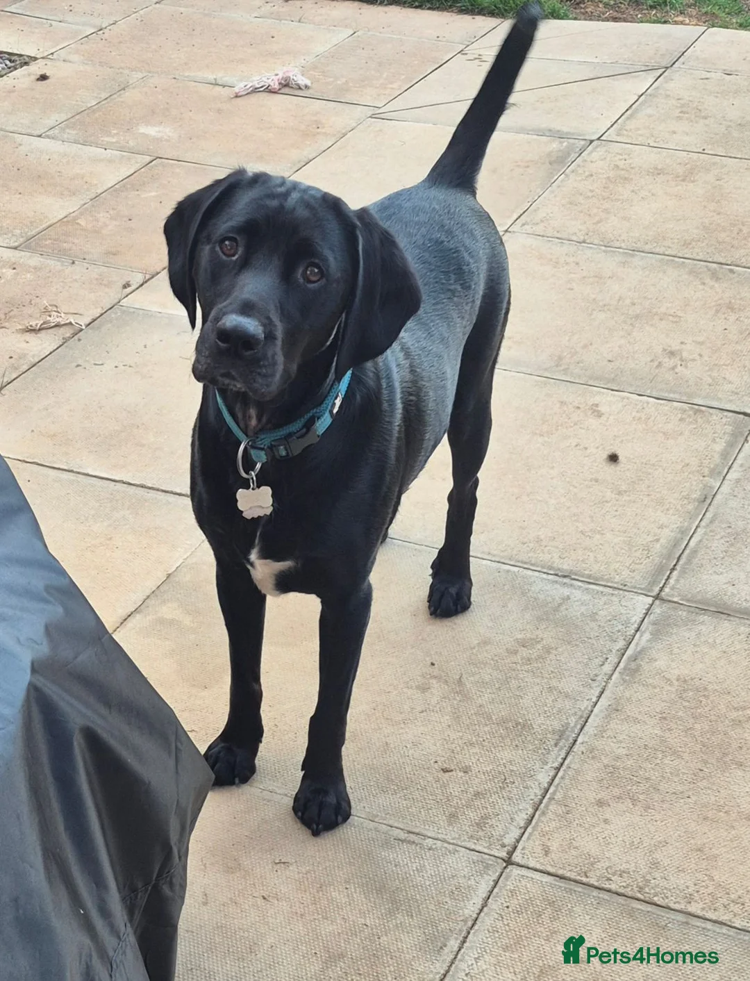 Mixed Breed dogs for sale: Gorgeous 2yr old lab cross  - Advert 3