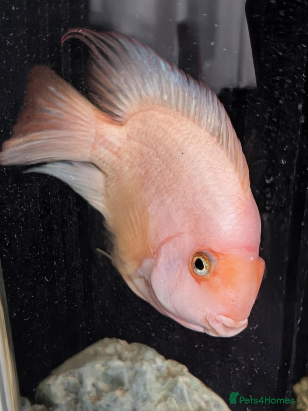 Cichlids fish for sale: Large pair of parrot cichlids  - Advert 3