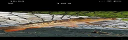 Koi Carp fish for sale: Carp koi 40cm others 58-60cm+ ready to go  - Advert 13
