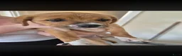 Mixed Breed dogs for sale: 1 brown and white puppy  - Advert 1