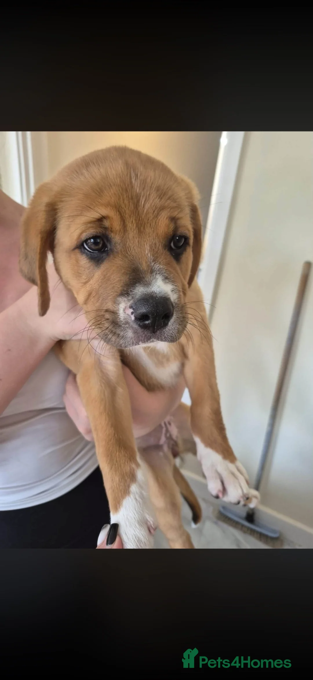 Mixed Breed dogs for sale: 1 brown and white puppy  - Advert 1