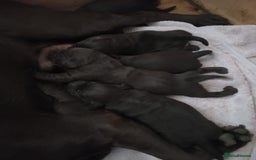 Labrador Retriever dogs for sale: Chocolate brown labrador puppies - Image 2