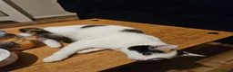 Mixed Breed cats for sale: 2 sisters a year old free in Northolt - Advert 4