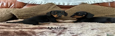 Miniature Dachshund 4