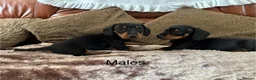 Miniature Dachshund dogs for sale: Adorable Miniature Dachshund Puppies! - Advert 6
