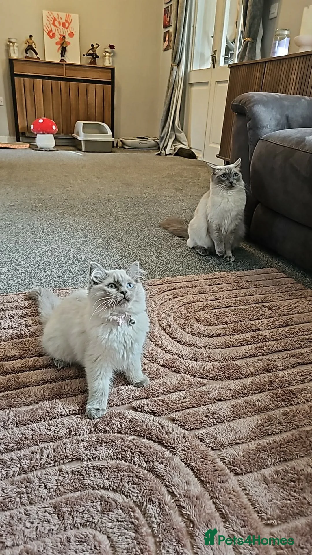Ragdoll cats for sale: Female ragdoll kitten  - Advert 3