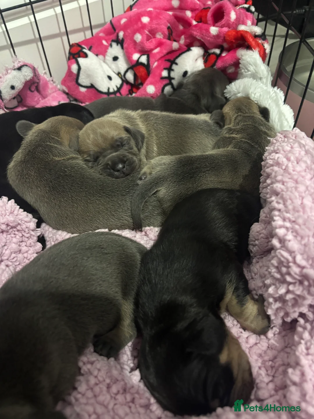 Mixed Breed dogs for sale: 7 minature French wieners   - Advert 2