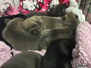 Mixed Breed dogs 7 minature French wieners - Advert 5