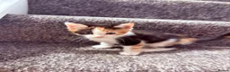 Mixed Breed cats for sale: 4 beautiful mixed breed kittens - Advert 9