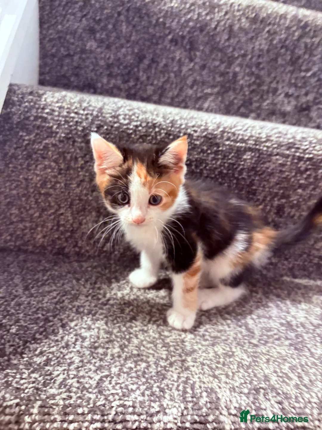 Mixed Breed cats for sale: 4 beautiful mixed breed kittens - Advert 9
