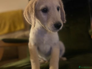 Labrador Retriever dogs Labrador Puppies - Advert 6