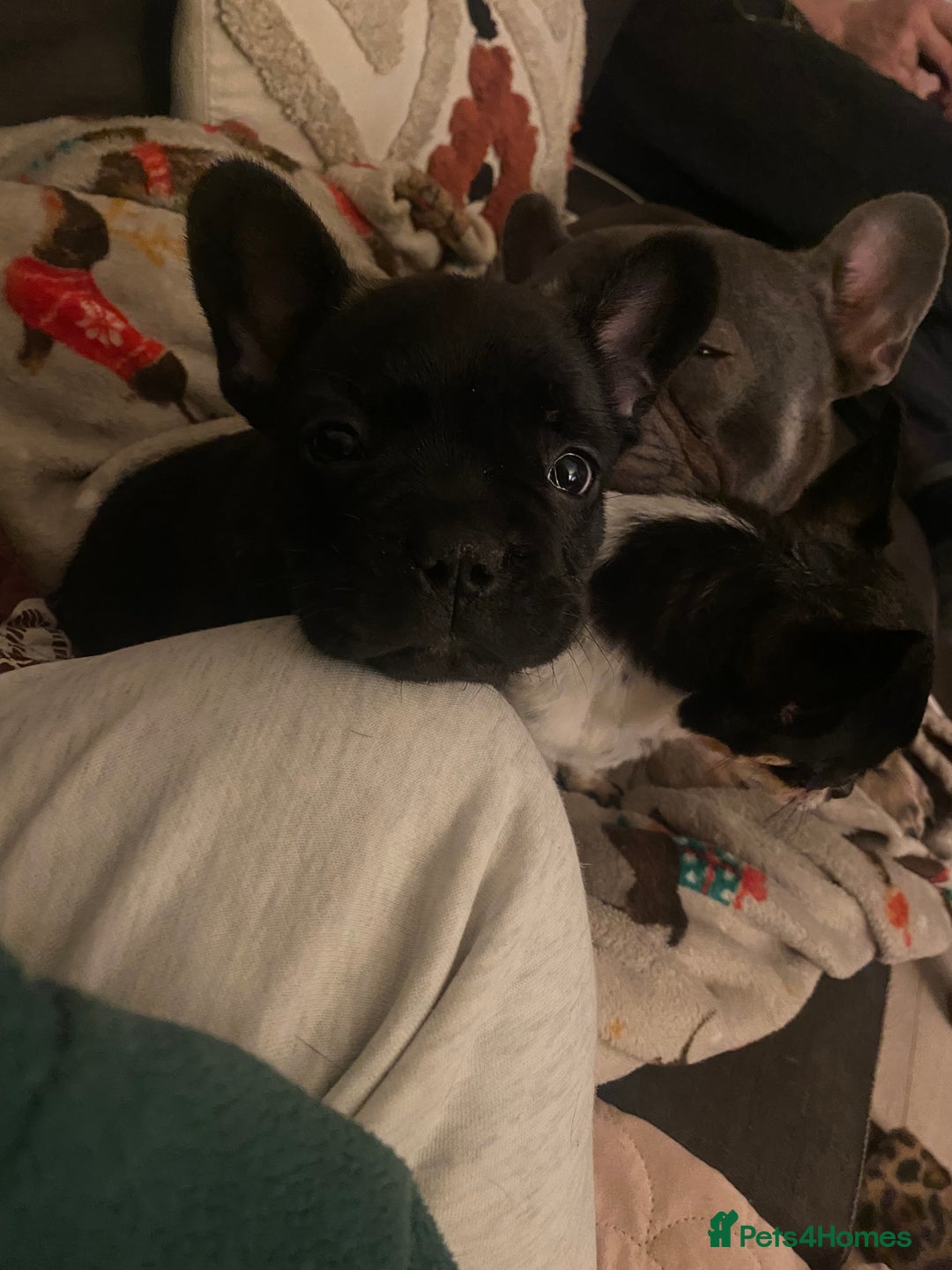 French Bulldog dogs for sale: Adorable male French bulldog puppy ready now - Advert 9