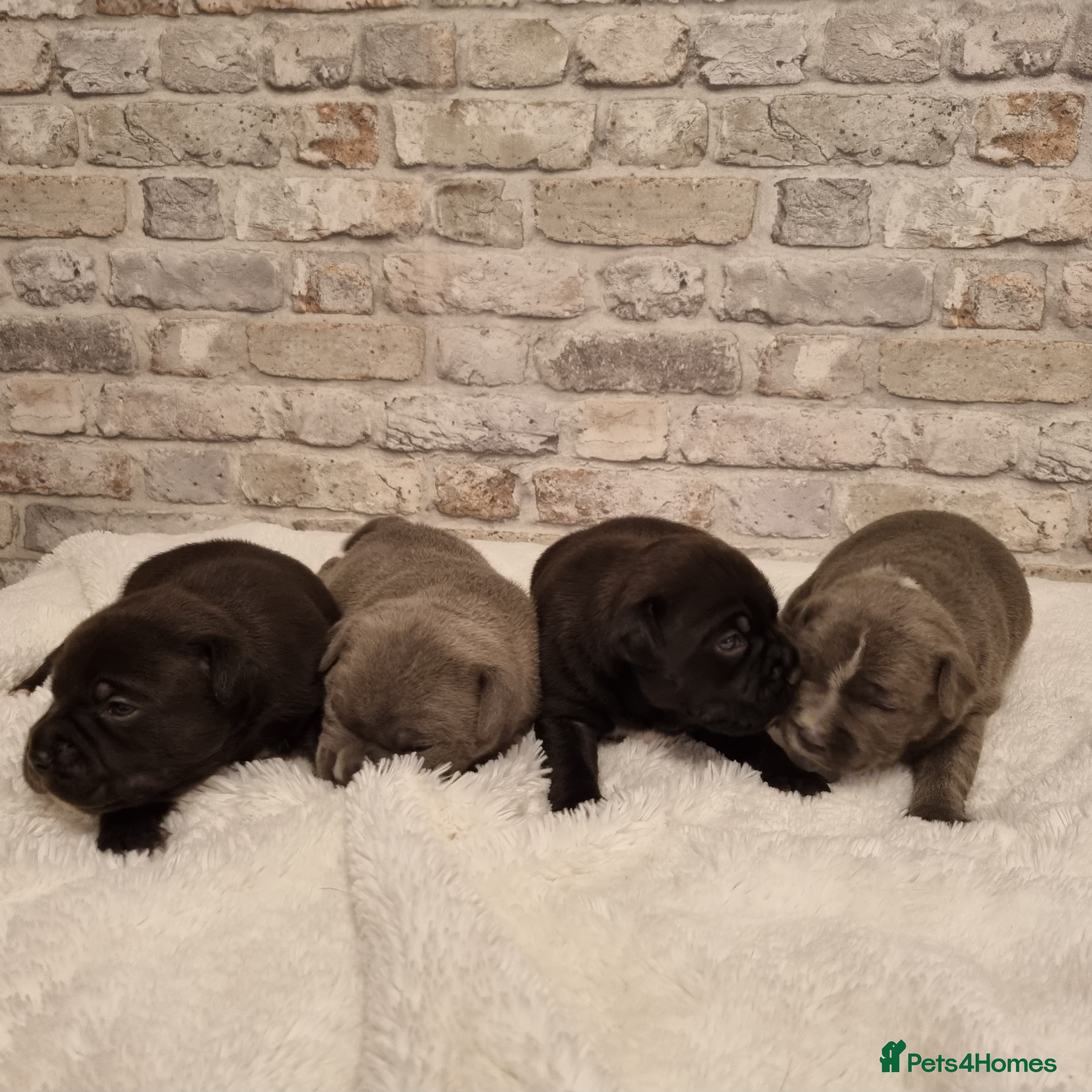 Staffordshire Bull Terrier dogs KC pure Staffy - Advert 4