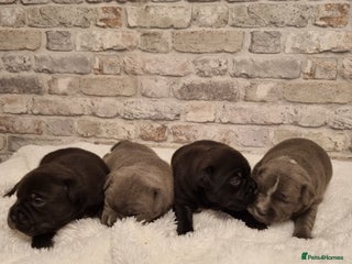 Staffordshire Bull Terrier dogs Bautiful, Staffordshire bull terrier - Advert 1