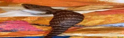 Skink reptiles for sale: Ernie the Blue tongued skink  - Advert 8
