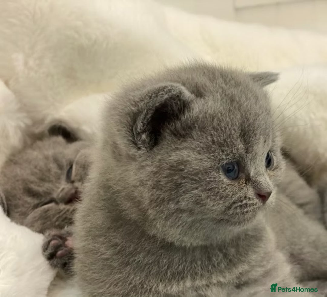 British Shorthair cats for sale: British shorthair kitties - Registered kitties - Advert 10