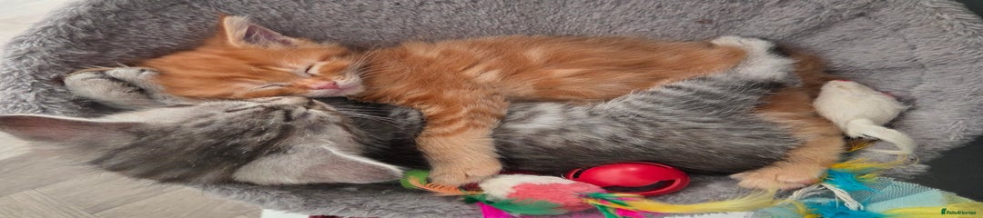 Maine Coon Kitten 4
