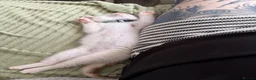 Mixed Breed cats for sale: Twin boys need to go together  - Advert 18