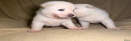 Akita dogs for sale: 7 beautiful American Akita Puppies - Advert 5