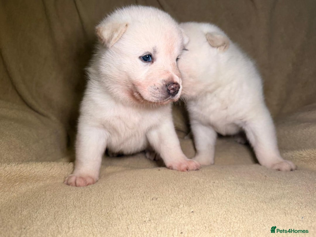 Akita dogs for sale: 7 beautiful American Akita Puppies - Advert 5